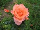 ARC Angel rose photo