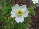 Ross Rambler 4 rose photo