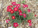Hannah Ruby ™ rose photo