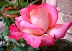 Agrocampus Ouest rose photo