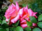Agrocampus Ouest rose photo