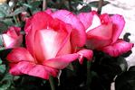 Agrocampus Ouest rose photo