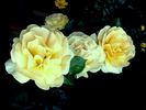 City Livery rose photo