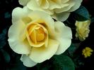 City Livery rose photo