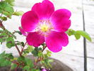 Mrs. Colville rose photo