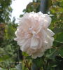 Blanche Duranthon rose photo