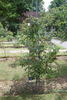 Blanche Duranthon rose photo
