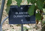Blanche Duranthon rose photo