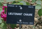 Lieutenant Chauré rose photo