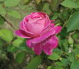 Cafougnette rose photo