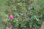 Cafougnette rose photo