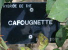 Cafougnette rose photo