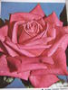Kordes' Perfecta Superior rose photo