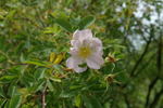 R. iliensis rose photo