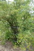 R. iliensis rose photo