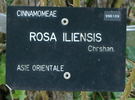 R. iliensis rose photo