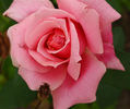 Madame Segond Weber, Cl. rose photo