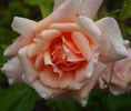 Margaret M. Wylie rose photo