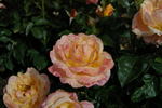 Aimé Jacquet rose photo