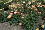 Aimé Jacquet rose photo