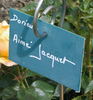Aimé Jacquet rose photo