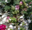 Comtesse d'Oxford rose photo