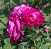 Comtesse d'Oxford rose photo