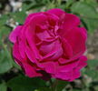 Comtesse d'Oxford rose photo