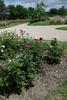 Comtesse d'Oxford rose photo