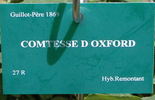 Comtesse d'Oxford rose photo