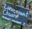 Lieutenant Chauré rose photo