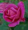 Cafougnette rose photo