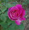 Cafougnette rose photo
