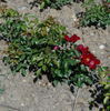 Apache rose photo