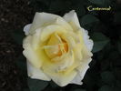Centennial Rose rose photo