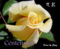Centennial Rose rose photo