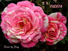 Fiesta rose photo