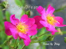 DayDream ™ rose photo
