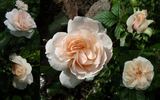 Guinevere rose photo