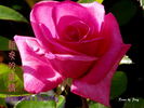 Grandma's Blessing rose photo