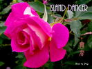 Island Dancer rose photo