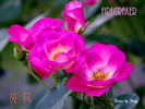 Firecracker rose photo