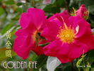 Golden Eye rose photo