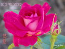 Hot Wonder rose photo
