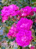 Pink Pearls rose photo