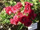 Président Duhem rose photo