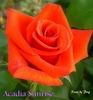 Arcadia Sunrise rose photo