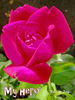 My Hero ™ (shrub, Lim rose photo