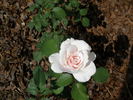 Sweet Afton (hybrid tea, Armstrong rose photo