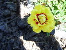 Tigris rose photo